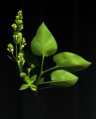  buds of a young lilac on a dark background