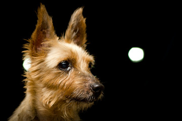 Naklejka premium A portrait of Silky Terrier Dog against dark background. Bounce flash was used to create an even illuminated portrait and dark background. The dog has his ears point high and its adorable.