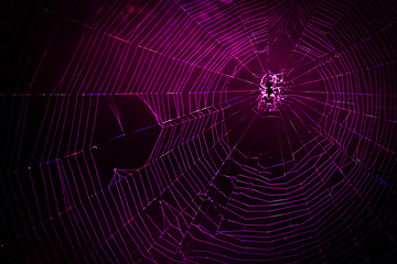 Spider web back-lighted by led lights. Concept of connection. Network concept of internet. Colorful spider web illuminated by LED lights.