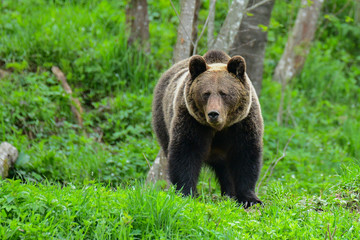 Obraz na płótnie Canvas Brown bear / Ursus arctos. Bieszczady Mountains. Poland