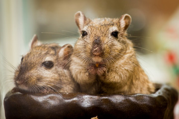 Cute adorable gerbils hamsters mice sitting in a bowl