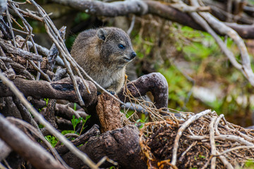 Tree Hyrax Far