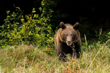 Brown bear / Ursus arctos. Bieszczady Mountains. Poland