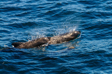 Obraz premium A group of Long-Finned Pilot Whales -Globicephala melas- swimming in the South Atlantic Ocean, near the Falkland Islands