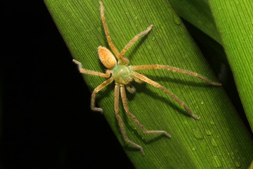 spider on leaf