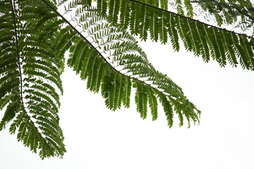 fern leaves on white background