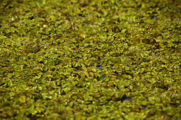 green leaf background