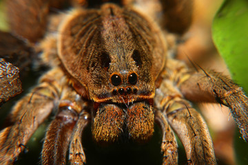 tarantula