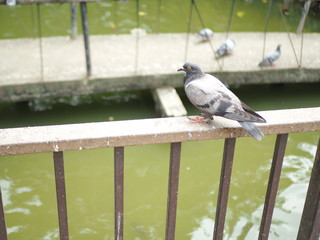pigeon on rack of bridge