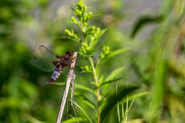 Libellen Dragonflys Damselfys