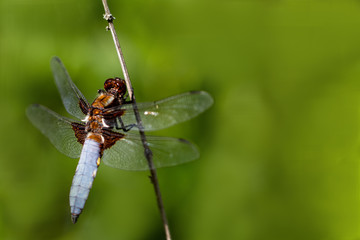 Libellen Dragonflys Damselfys