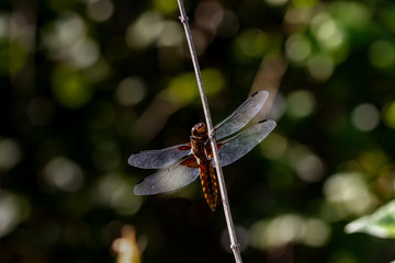 Libellen Dragonflys Damselfys © Martin