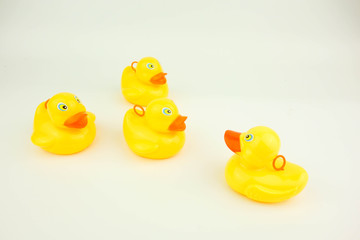 Yellow rubber duck on white background. Leadership concept.