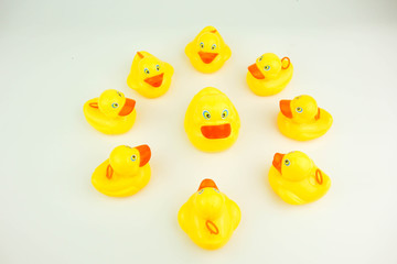 Yellow rubber duck on white background. Leadership concept.