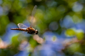 Libellen Dragonflys Damselfys