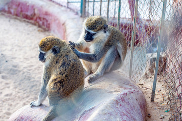 sad macaques, behind the bars, closeup