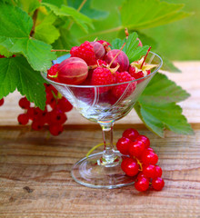himbeeren johannisbeeren stachelbeeren im garten