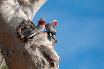 Galahs on tree