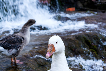 White ducks with orange beak next to a waterfall