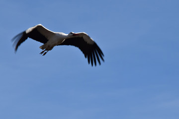 Cigogne en vol