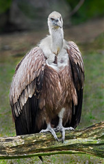 Eurasian griffon. Latin name - Gyps fulvus