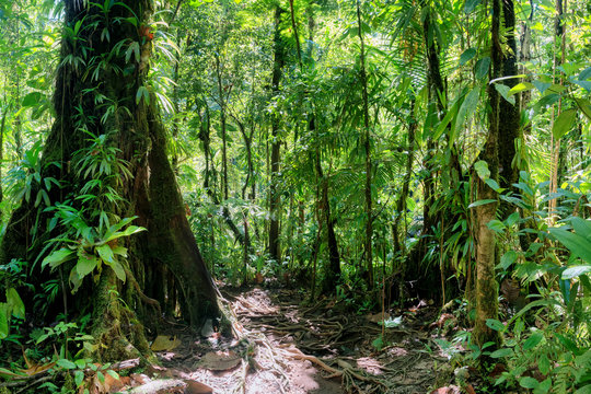 inside a green luxurious tropical jungle path, guadeloupe, french west indies