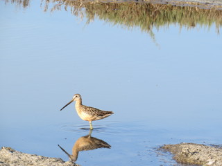 Lonely sandpiper