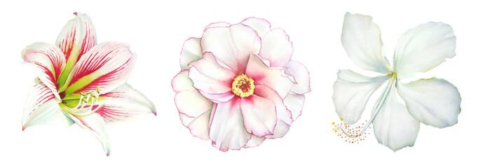 Realistic watercolor botanical illustrations of the amaryllis, peony and hibiscus white flowers © Liubov Tolstova