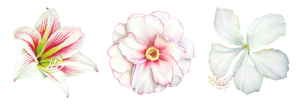 Realistic Watercolor Botanical Illustrations Of The Amaryllis, Peony And Hibiscus White Flowers