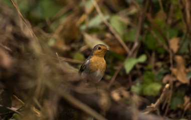 Rotkehlchen steht auf dem Boden 