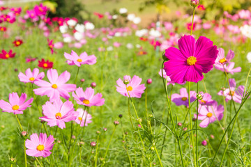 Cosmos Flower field with blue sky,Cosmos Flower field blooming spring flowers season