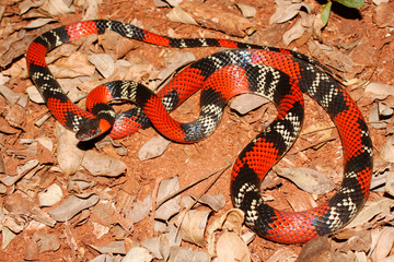 False Coral Snake