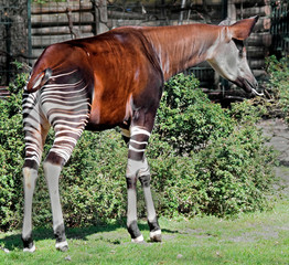 Okapi in its enclosure. Latin name - Okapia johnstoni