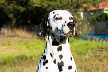 portrait of Dalmatian dog in the grass