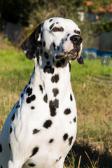 portrait of Dalmatian dog in the grass
