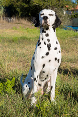 portrait of Dalmatian dog in the grass