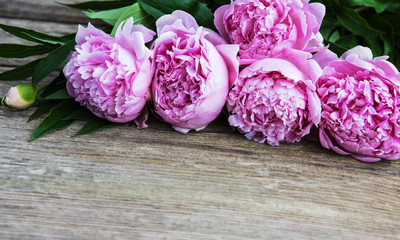 beautiful pink  peony flowers