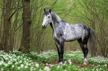 Grey horse standing in the spring forest among white blooming flowers.