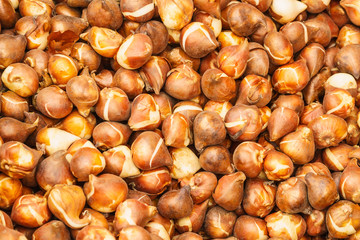 Seeds, flower seedling sprouts