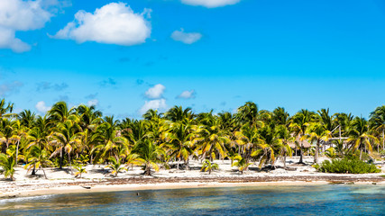 Palmen Strand in der Karibik
