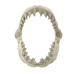 Fototapeta premium Great White Shark Jaw Bone 3D Illustration Isolated On White Background