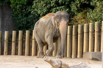 アジアゾウ 象 動物園　 