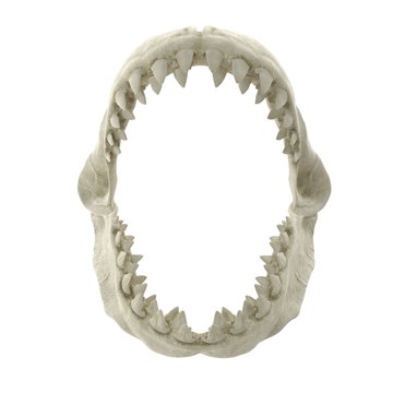 Shark Jaw Images – Browse 32,573 Stock Photos, Vectors, and Video