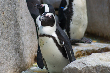 鳥類 フンボルトペンギン ペンギン  ペンギン科　　 