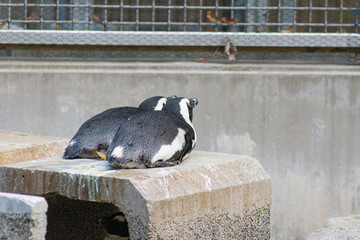 動物園 ペンギン かわいい