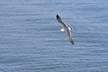 Seagull