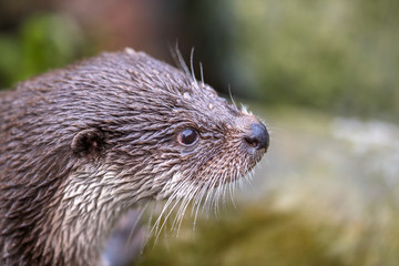Eurasian otter, Lutra lutra, head shot of wet otter