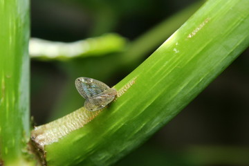 Planthopper - Scolypopa australis
