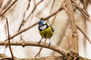 Blaumeise auf einem Ast 