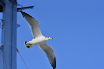 Seagull